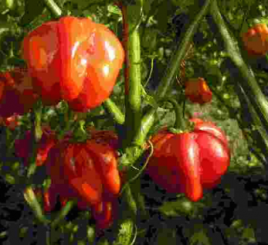 Habanero Martinique Chilisamen 