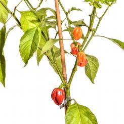 Habanero Saint Martin Chilisamen 