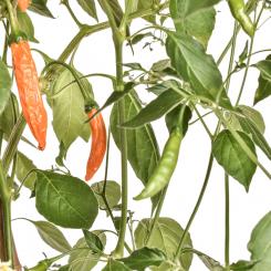 Hot Orange Chilisamen 