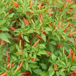 Indian Red Chilli Seeds 