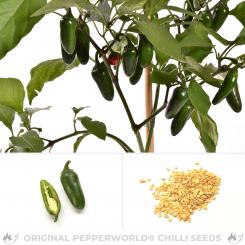 Jalapa Chilisamen 