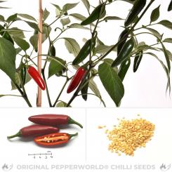 Jalapeno Ciclon Chilisamen 