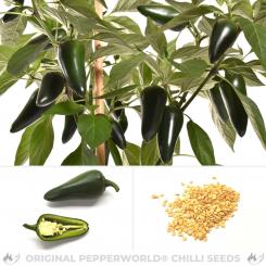 Jalapeno Jalastar Chilisamen 