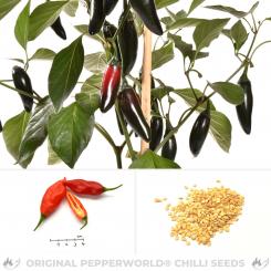 Jalapeno Suribachi Chilisamen 