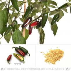 Jalapeno Goliath Chilisamen 