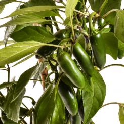 Jalapeno NuMex Vaquero Chilisamen 