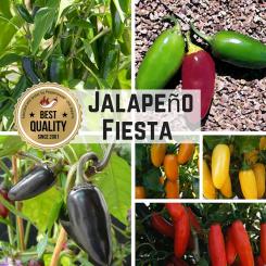 Saat Sortiment "Jalapeno Fiesta" 