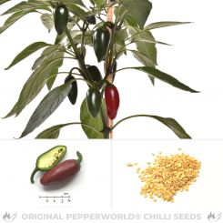Jalapeno Talon Chilisamen 