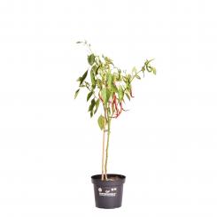 Joe´s Long Cayenne BIO Chilipflanze 