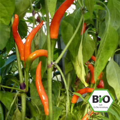 BIO Lanterna De Foc Chilisamen 