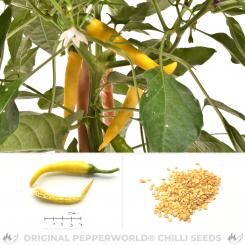 Ljuti Chili Seeds 