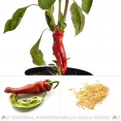 Mitla Chilisamen 