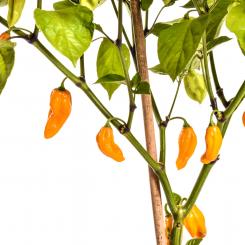 Naga/Bhut Jolokia Orange Chilisamen 