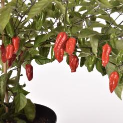 Naga Morich Chilisamen 