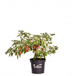 Naga Morich BIO Chilipflanze 