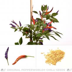 NuMex April Fool's Day Chilli Seeds 