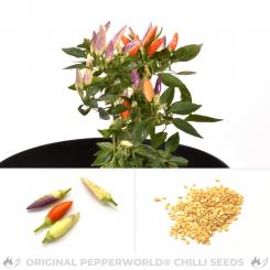 NuMex Easter Chilisamen 