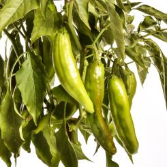 NuMex Big Jim Chilli Seeds 