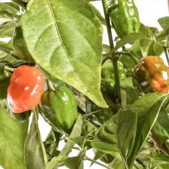 NuMex Trick or Treat Chilisamen 