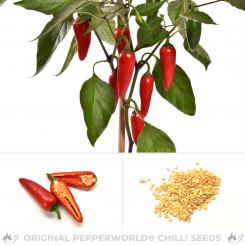 NuMex Jalmundo Chili Seeds 