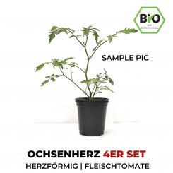 Ochsenherz Organic Tomato Plants 4er Set 