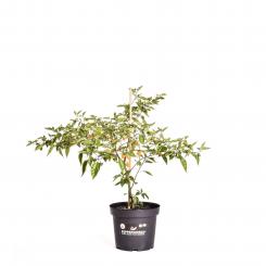 Orange Lantern Organic Chilli Plant 