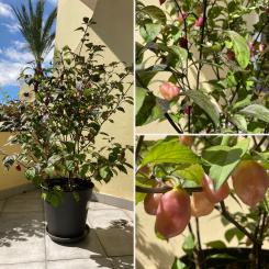 PDN x Douglah BIO Chilipflanze 