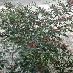 Pequin Chilli Seeds 