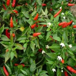 Pico de Pajarito Chilisamen 