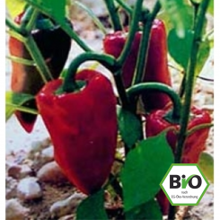 BIO Piquillo Chilisamen 