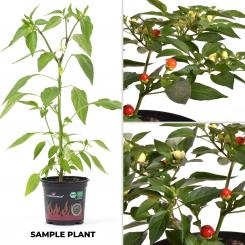 Holiday Time Chili Seeds 