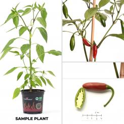 Jalapeno Summer Heat BIO Chilipflanze 