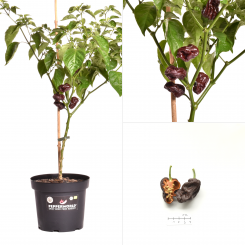 7 Pot Congo Chocolate BIO Chilipflanze 