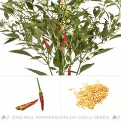Prik Kee Noo Chilli Seeds 