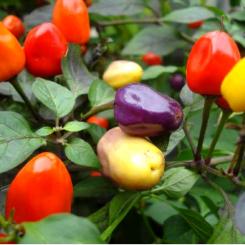 Chinese 5 Color Chilisamen 