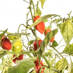 Rain Forest Chilisamen 