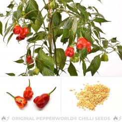 Red Bonnet Chilli Seeds 