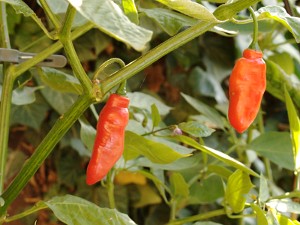 Rocoto Aji Largo Chilisamen 