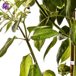 Rocoto Manzano Red Chilisamen 