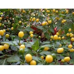 Cumari Chilisamen 