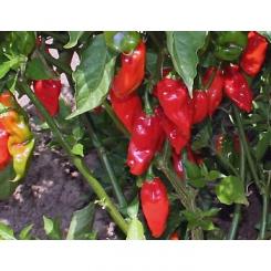 Habanero Red Chilisamen 