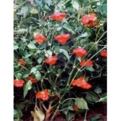 Rocotillo Chilli Seeds 