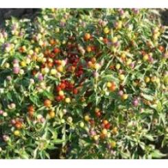 Renate Chilli Seeds 