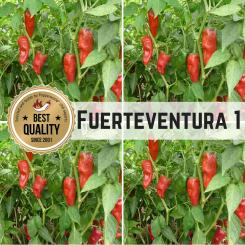 Fuerteventura 1 Chilisamen 