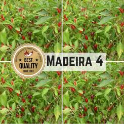 Madeira #4 Chilli Seeds 