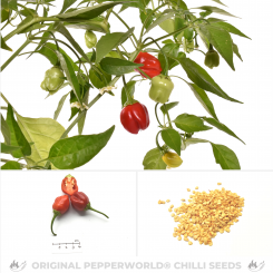 Aji Sorata Chilisamen 