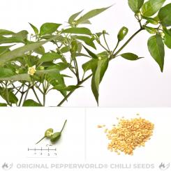 Salvatico Chilisamen 
