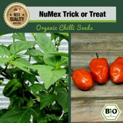 Organic NuMex Trick or Treat Chilli Seeds 