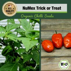 BIO NuMex Trick or Treat Chilisamen 