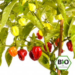 BIO Habanero Red Chilisamen 